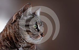 Portrait of the head of a brown-striped cat in profile. Feline face with bright green eyes, close-up. European Shorthair cat looks