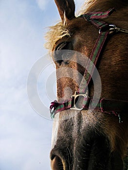 Portrait of the head of a cavall