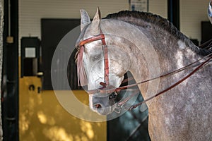 Portrait of the head of a hispano arabian horse in Doma Vaquera photo