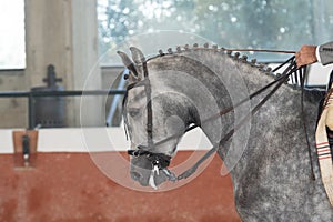 Portrait of the head of a hispano arabian horse