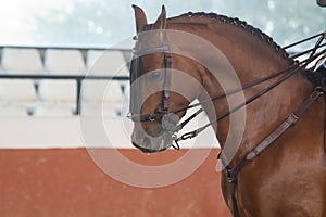 Portrait of the head of a hispano arabian horse in Doma Vaquera