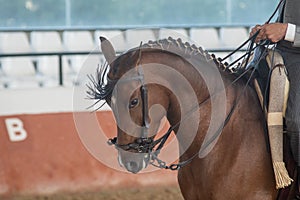 Portrait of the head of a hispano arabian horse in Doma Vaquera