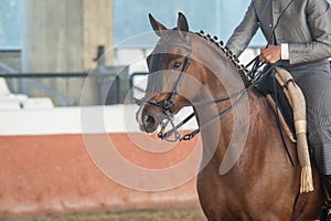 Portrait of the head of a hispano arabian horse in Doma Vaquera photo