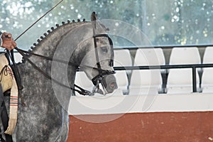 Portrait of the head of a hispano arabian horse in Doma Vaquera photo