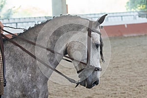 Portrait of the head of a hispano arabian horse in Doma Vaquera photo