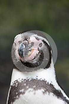 Portrait of the head of a Humbolt penguin