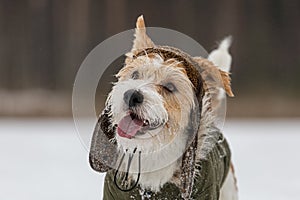 Portrait of the head of a Jack Russell Terrier in a green cap with earflaps. Snowing. Dog in the forest in winter