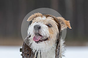 Portrait of the head of a Jack Russell Terrier in a green cap with earflaps. Snowing. Dog in the forest in winter