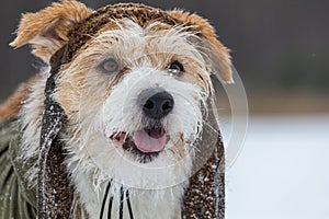 Portrait of the head of a Jack Russell Terrier in a green cap with earflaps. Snowing. Dog in the forest in winter