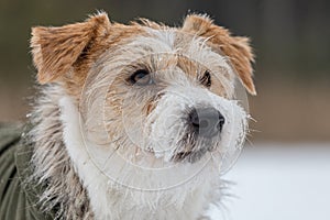 Portrait of the head of a Jack Russell Terrier in a green cap with earflaps. Snowing. Dog in the forest in winter