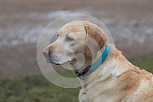 Portrait of the head of a large brown dog. Side view. The dog has a blue collar