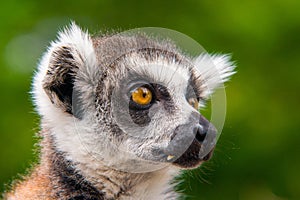 Portrait of the head of a lemur kata