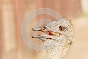 Portrait, the head of an ostrich with an open beak on a sunny summer day