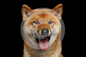 Portrait of head Shiba inu Dog, Isolated Black Background