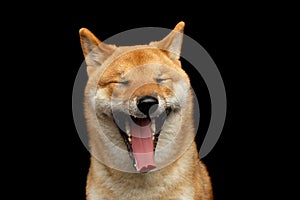 Portrait of head Shiba inu Dog, Isolated Black Background