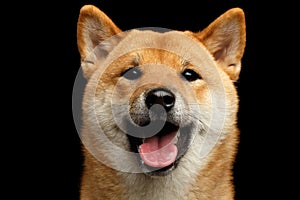 Portrait of head Shiba inu Dog, Isolated Black Background