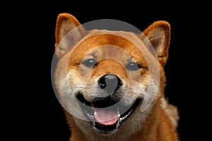 Portrait of head Shiba inu Dog, Isolated Black Background