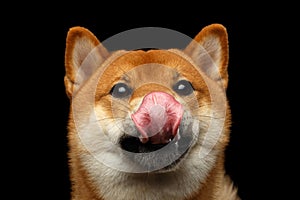 Portrait of head Shiba inu Dog, Isolated Black Background