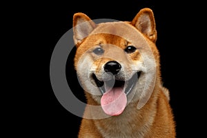 Portrait of head Shiba inu Dog, Isolated Black Background