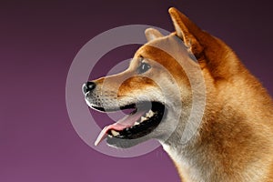 Portrait of head Shiba inu Dog, purple Background