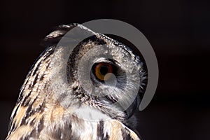 Portrait head shot of a captive eagle owl