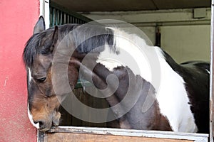 Portrait head shot closeup of a young saddle horse indoor