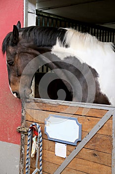 Portrait head shot closeup of a young saddle horse indoor