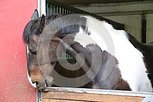 Portrait head shot closeup of a young saddle horse indoor