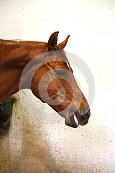 Portrait head shot closeup of a young saddle horse indoor