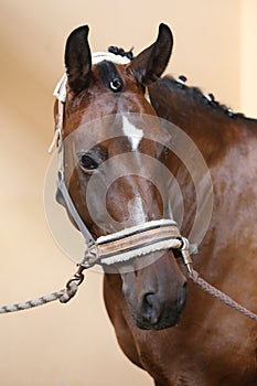 Portrait head shot closeup of a young saddle horse indoor