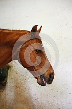 Portrait head shot closeup of a young saddle horse indoor