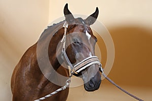 Portrait head shot closeup of a young saddle horse indoor