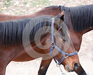 Portrait head shot closeup of a young saddle horse indoor