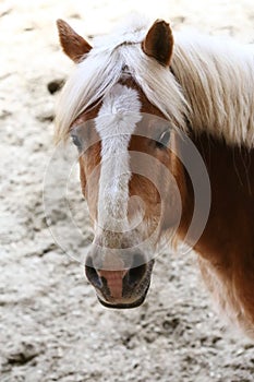 Portrait head shot closeup of a young saddle horse indoor