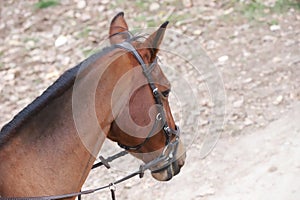 Portrait head shot closeup of a young saddle horse indoor