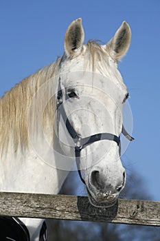 Portrait head shot of a gray horse rural scene