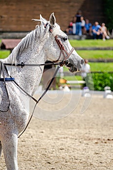 portrait of the head of a thoroughbred horse at a equestrian competition