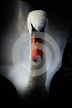 portrait of a head of a white swan Cygnus olor with water pearls