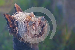 Portrait of the head of a Yorkshire terrier looking up