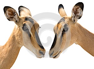 Portrait of Heads of Two Blackfaced Impala isolated on white