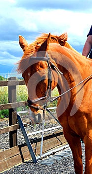 Portrait Headshot of chestnut thoroughbred ex racing gelding on summers day with blue skies