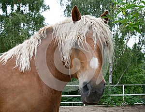 Portrait of a heavy draft horse