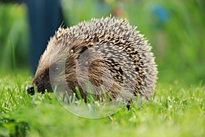 Portrait of Hedgehog in forest