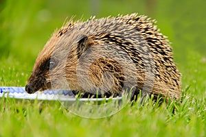 Portrait of Hedgehog in forest