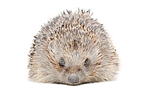 Portrait of a hedgehog photo