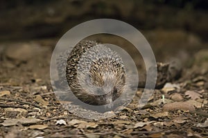 Portrait of a hedgehog seen from the front