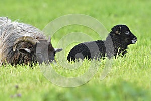 Portrait Heidschnucke sheep