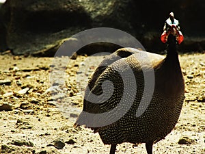 portrait of helmeted guineafowl or Numida meleagris photo