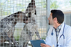 portrait helpless dogs in cage