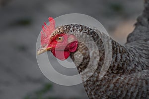 Portrait of a hen with a black and white barred plumage